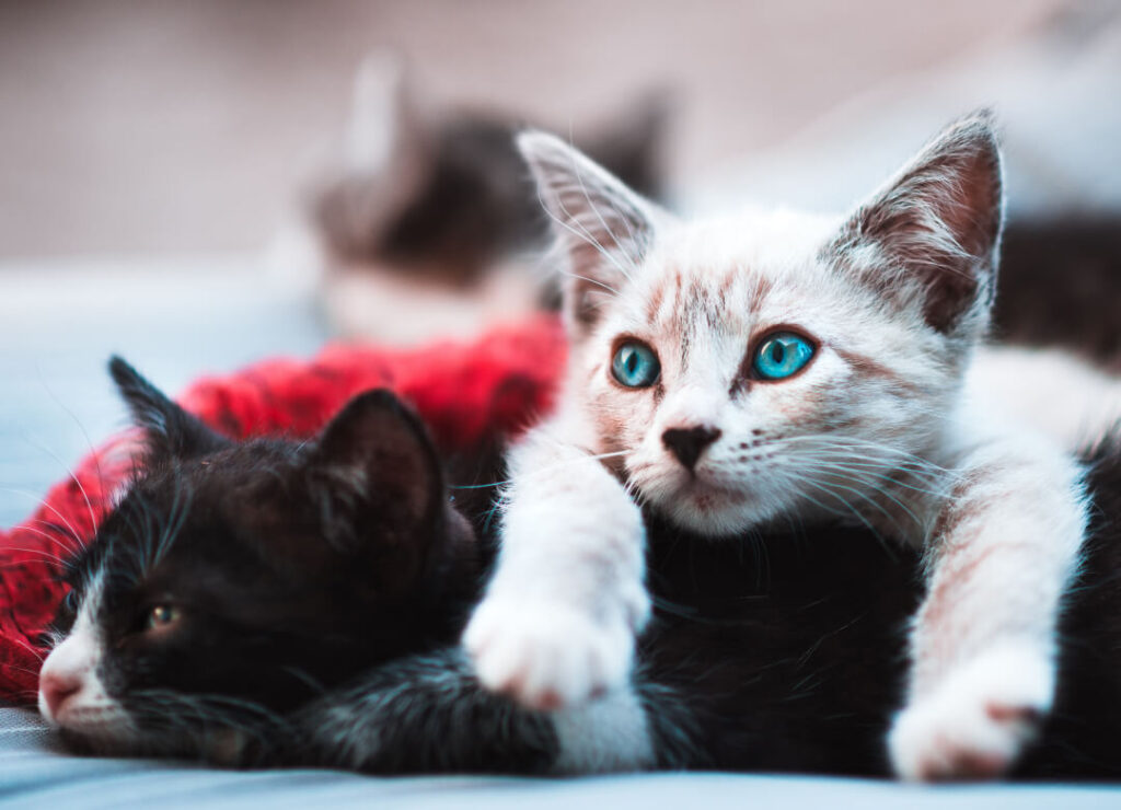 How to Help Pets in Ukraine: 8 Charities You Can Donate To 1 blog-1