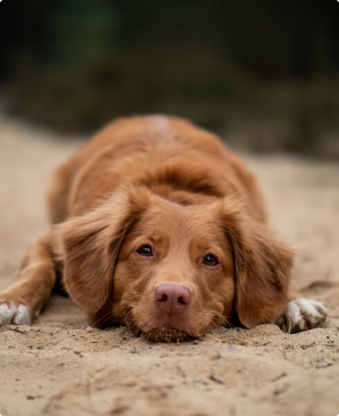 Adopt a Pet 93 profile 1