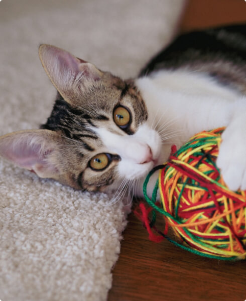 Adopt a Pet 92 profile 2