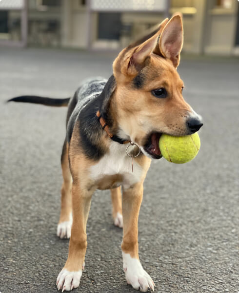 Adopt a Pet 91 profile 3