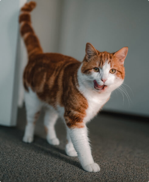 Adopt a Pet 90 profile 4