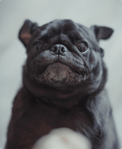 Adopt a Pet 89 profile 5