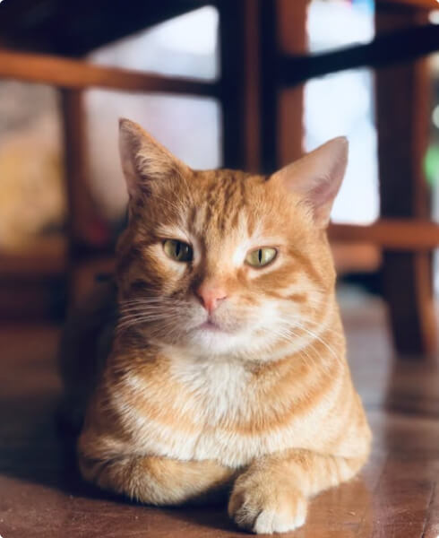 Adopt a Pet 88 profile 6