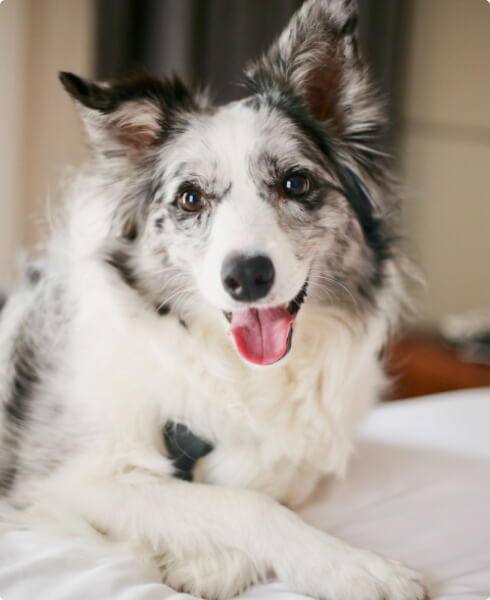 Adopt a Pet 87 profile 7