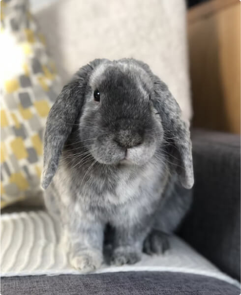 Adopt a Pet 86 profile 8