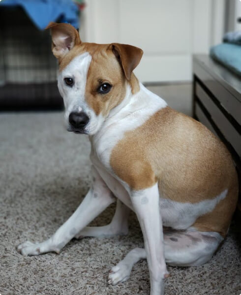 Adopt a Pet 85 profile 9